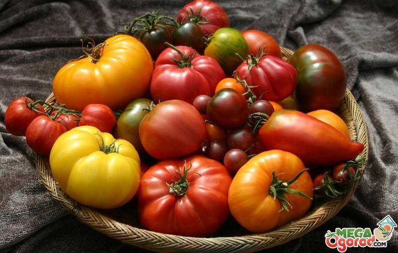 Лучшие сорта помидор - виды, описание и особенности выращивания